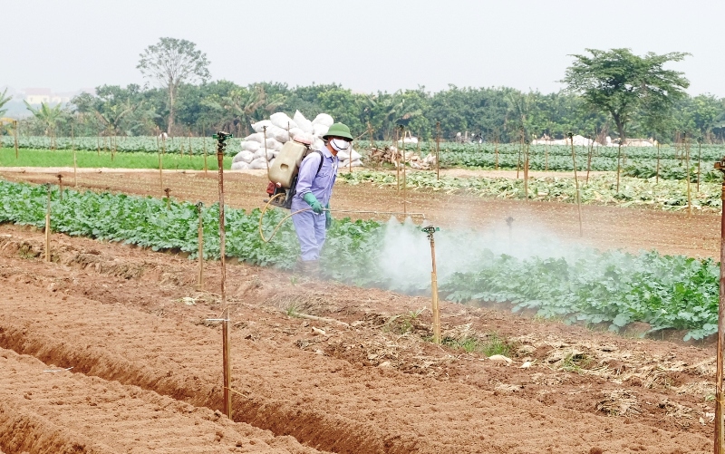 Mê Linh siết quản lý thuốc bảo vệ thực vật: Bảo đảm nông sản an toàn, chất lượng - Ảnh 1