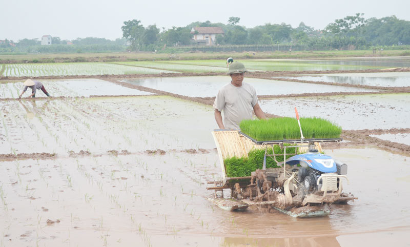 Đẩy mạnh sản xuất mạ khay để mở rộng diện tích lúa cấy bằng máy