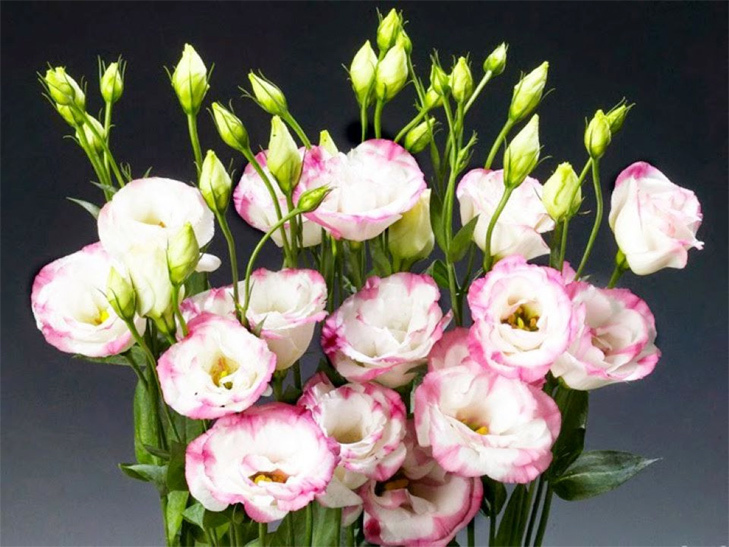 6 loại hoa nên đặt trên bàn thờ ngày Tết để thu hút tài lộc - Ảnh 4