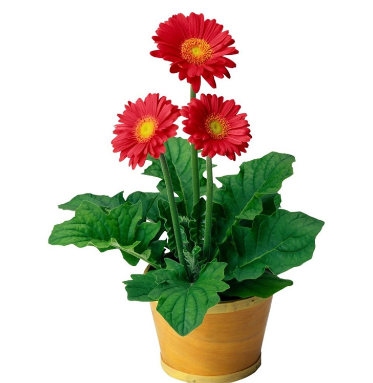 6 loại hoa nên đặt trên bàn thờ ngày Tết để thu hút tài lộc - Ảnh 6