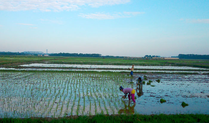 Huyện Ứng Hòa gieo cấy được gần 100ha lúa Xuân - Ảnh 1