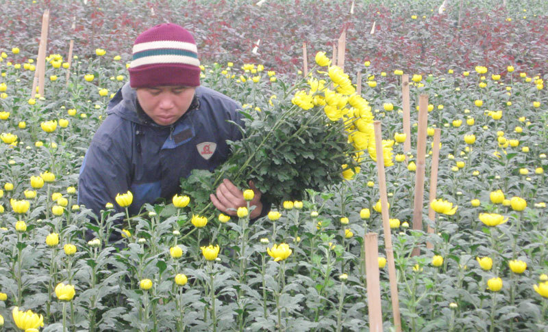 Sản xuất hoa, cây cảnh: Hướng đi của nông nghiệp đô thị - Ảnh 1