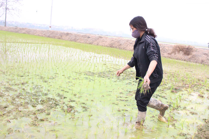 Trồng trọt gặp khó vì mưa trái mùa - Ảnh 1