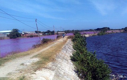 Nước hồ điều tiết lũ ở Bà Rịa - Vũng Tàu đổi màu tím - Ảnh 2