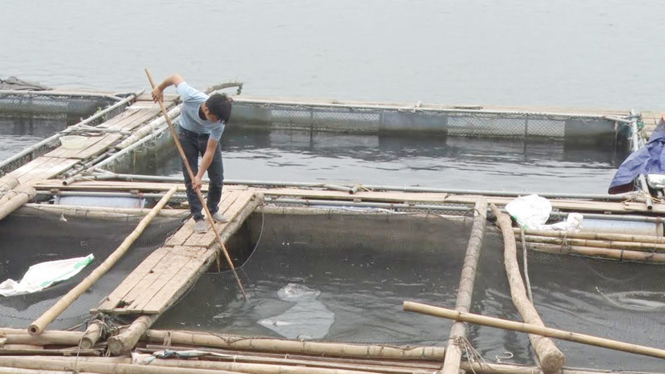 Nuôi cá lồng trên sông Đà: Hướng đi mới ở Minh Quang - Ảnh 1