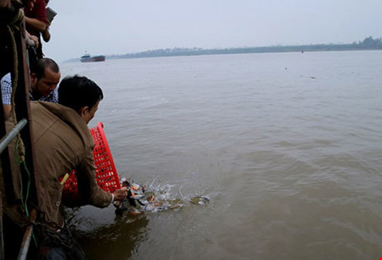 Đề nghị Bộ Công an điều tra vụ phóng sinh cá chim trắng vào sông Hồng - Ảnh 1