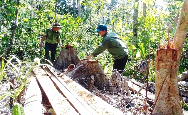 Gần 1.500ha rừng bị thiệt hại trong năm 2020 - Ảnh 1