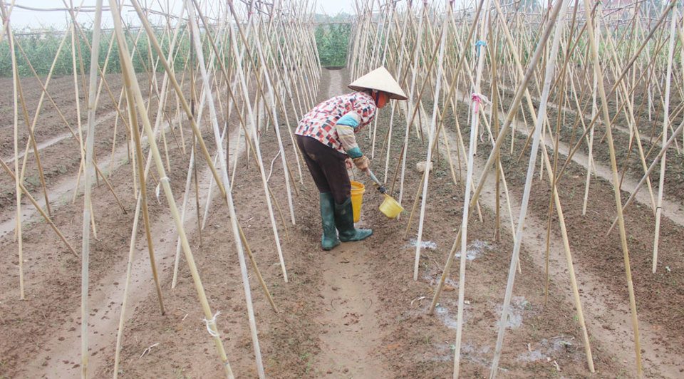 Sản xuất rau an toàn tại xã Chu Minh: Hướng đi mới, tăng thu nhập cho người dân - Ảnh 1