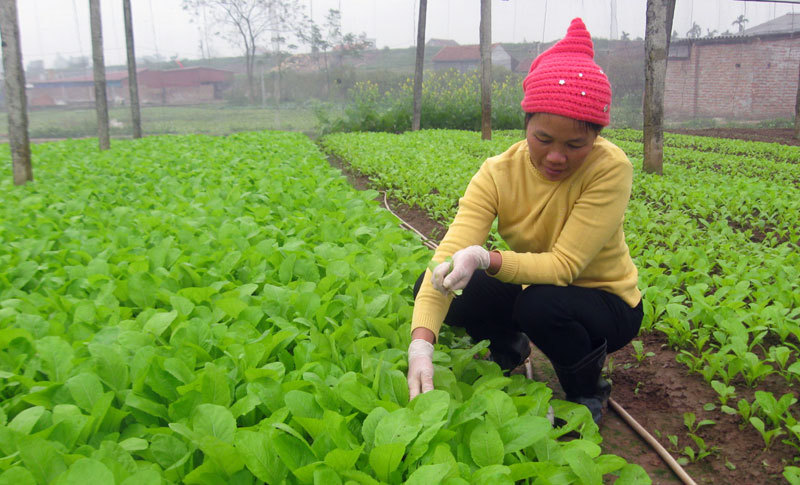 Xây dựng nhãn hiệu tập thể cho rau an toàn Tiền Lệ - Ảnh 1