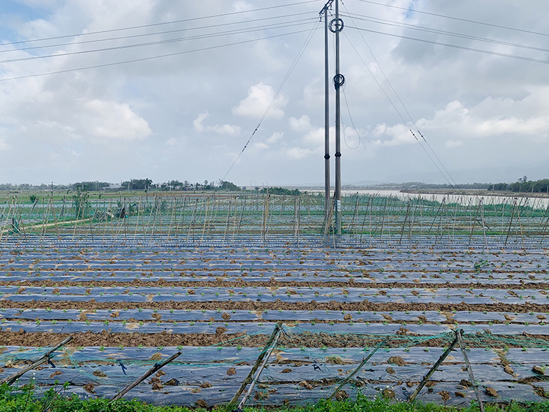 Quảng Nam: Làng rau sạch Bàu Tròn tái sản xuất sau những ngày mưa bão - Ảnh 2