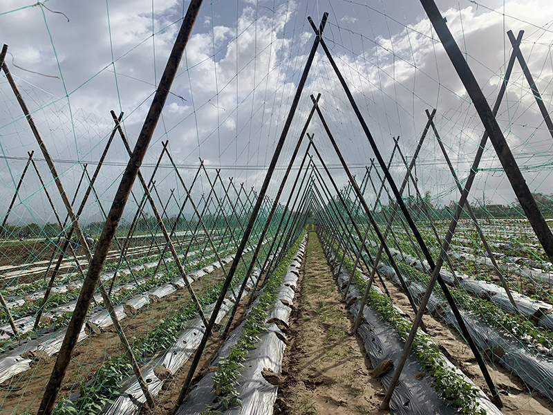 Quảng Nam: Làng rau sạch Bàu Tròn tái sản xuất sau những ngày mưa bão - Ảnh 3
