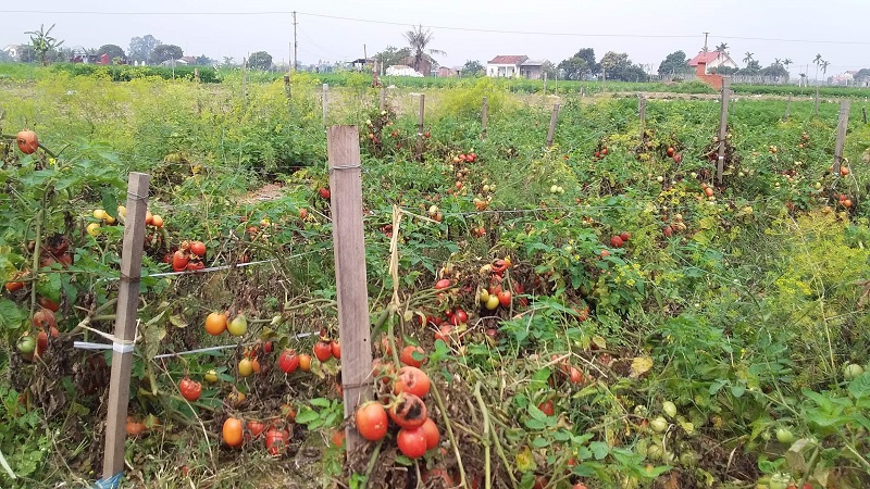 Cẩm Giàng (Hải Dương): Hoa màu thối, chín, vứt đầy đồng vì không bán được - Ảnh 4