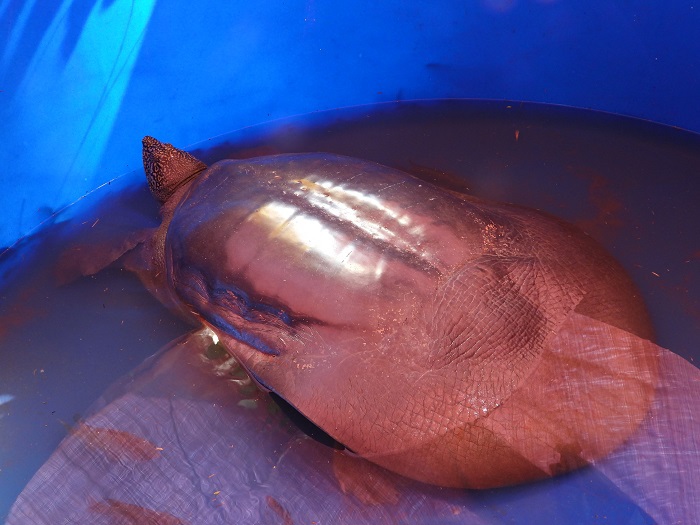 Hà Nội: Bắt được 1 cá thể rùa Hoàn Kiếm tại hồ Đồng Mô - Ảnh 2
