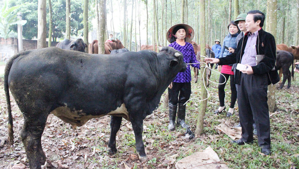 Sản xuất thịt bò BBB tại Hà Nội: Phát triển theo chuỗi giá trị - Ảnh 1