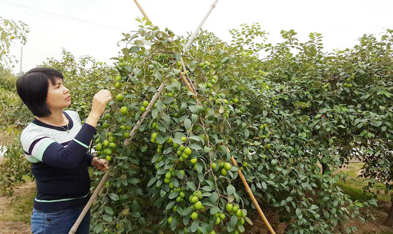 Táo Bàng La, Đồ Sơn, Hải Phòng: Táo muối đặc sản chính hiệu! - Ảnh 1