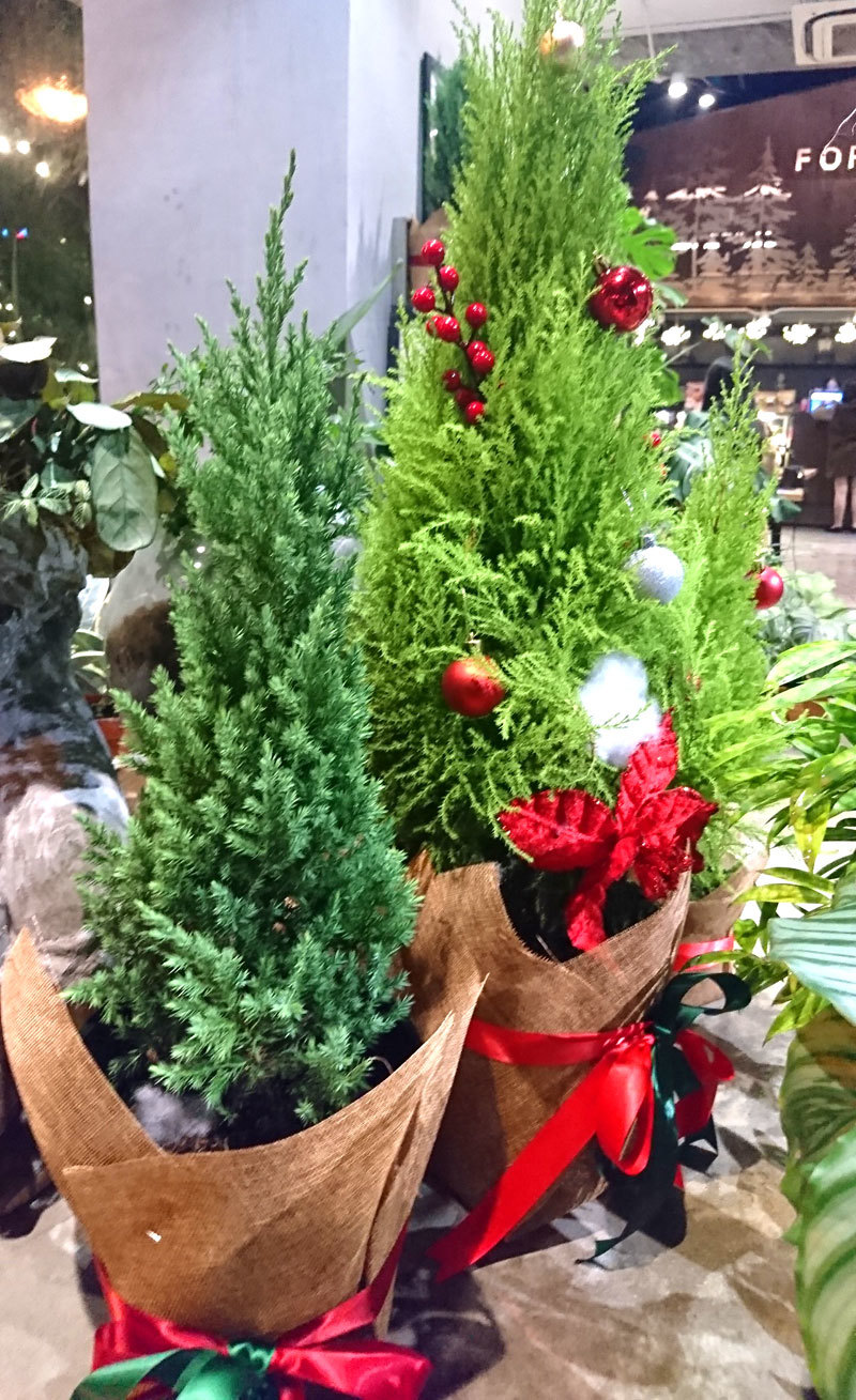 Độc đáo đón Giáng sinh với cây thông Noel thật để bảo vệ môi trường - Ảnh 3