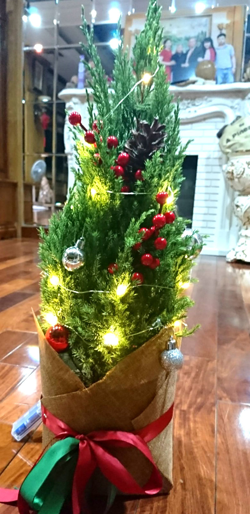 Độc đáo đón Giáng sinh với cây thông Noel thật để bảo vệ môi trường - Ảnh 8
