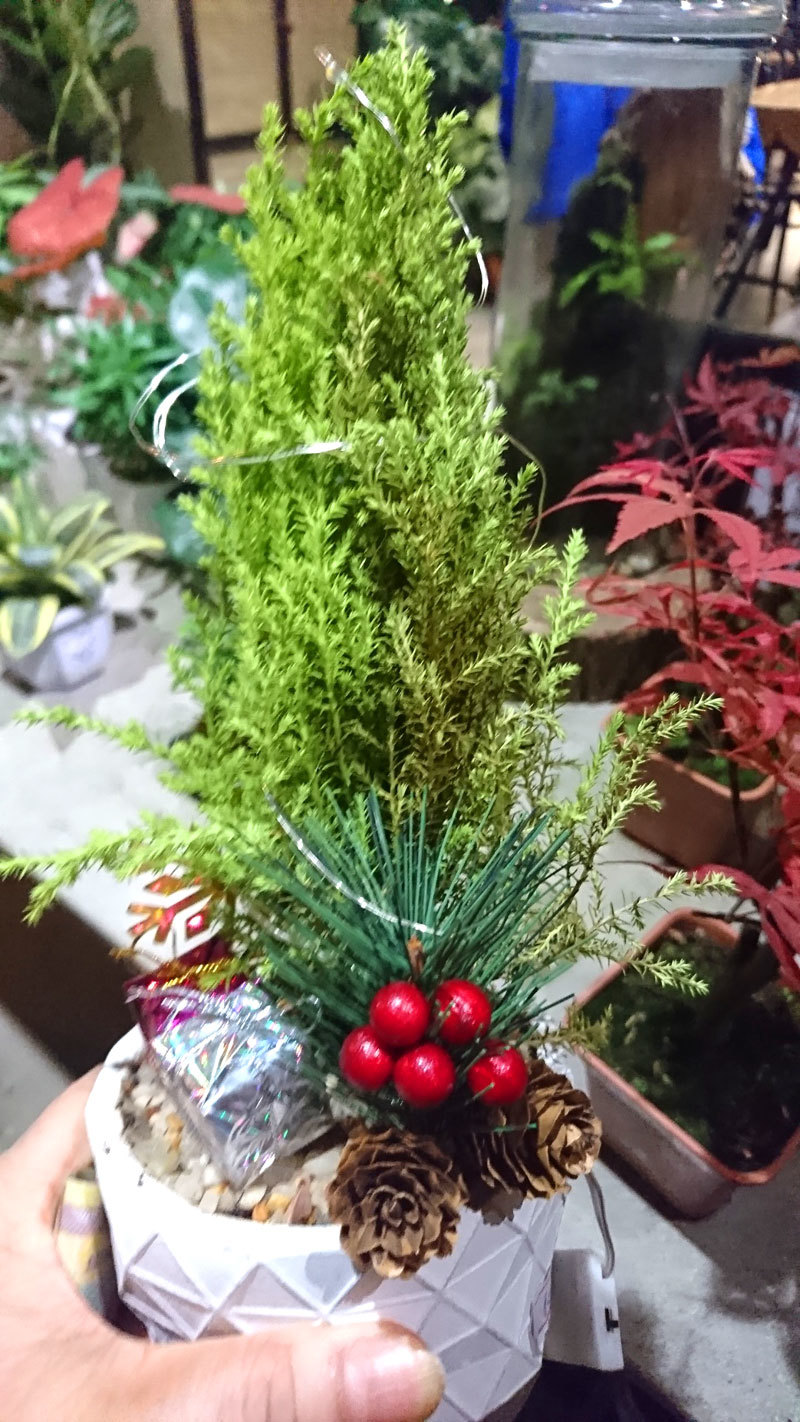 Độc đáo đón Giáng sinh với cây thông Noel thật để bảo vệ môi trường - Ảnh 7