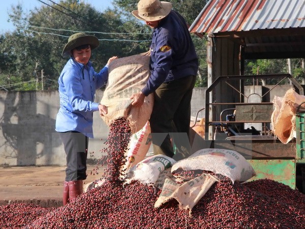 Nhãn hiệu “Buon Ma Thuot Coffee” được bảo hộ trên thế giới - Ảnh 1