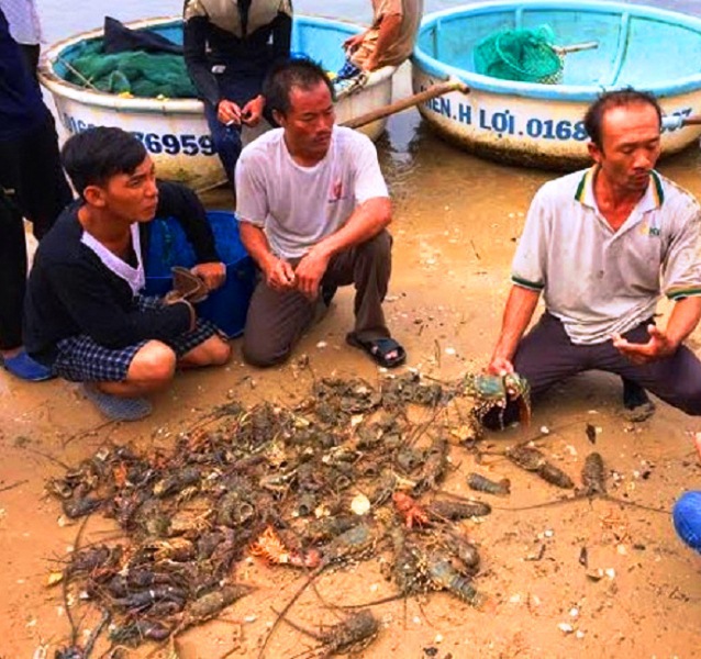 Phú Yên: Tôm hùm chết hàng loạt do lũ làm ngọt hóa - Ảnh 1