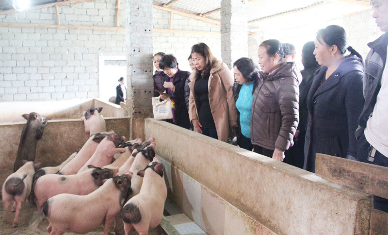 Mở rộng chăn nuôi trang trại ở Bình Yên - Ảnh 1