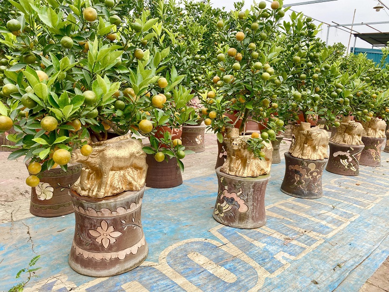 Trâu vàng cõng quất bonsai sẵn sàng cho dịp Tết Tân Sửu 2021 - Ảnh 2