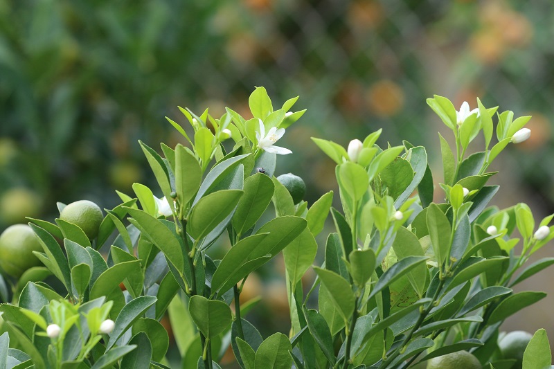 Trâu vàng cõng quất bonsai sẵn sàng cho dịp Tết Tân Sửu 2021 - Ảnh 10