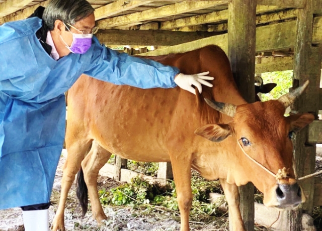 Nhập khẩu khẩn cấp hàng triệu liều vaccine phòng bệnh viêm da nổi cục trên trâu, bò - Ảnh 1
