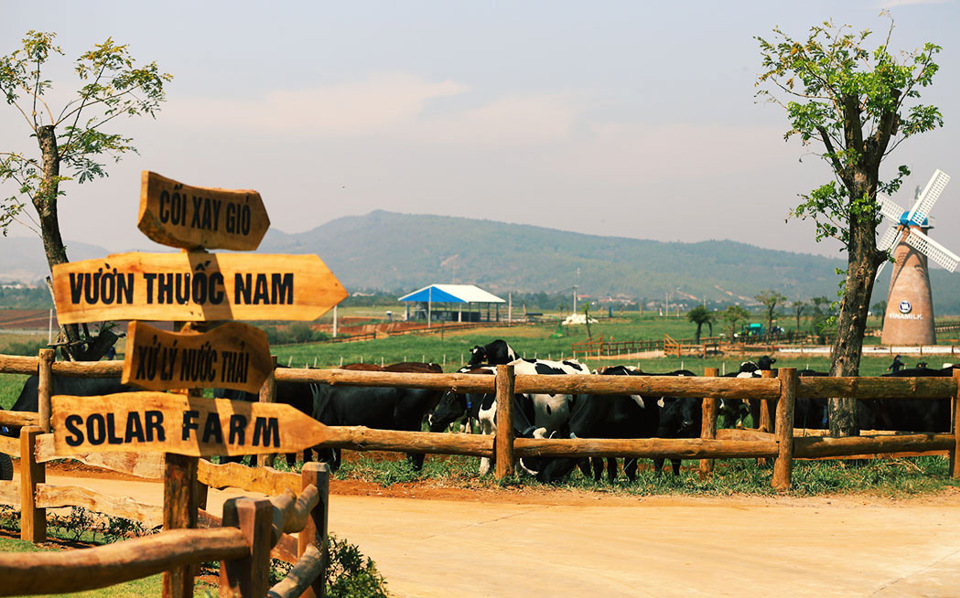 Cận cảnh trang trại bò sữa organic tiêu chuẩn châu Âu đầu tiên tại Việt Nam - Ảnh 12