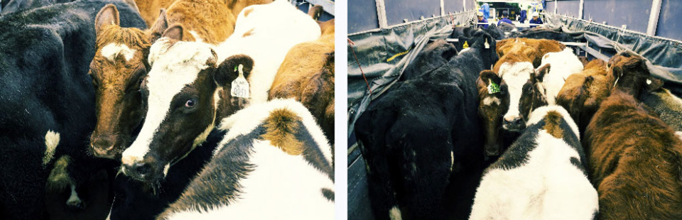 Cận cảnh trang trại bò sữa organic tiêu chuẩn châu Âu đầu tiên tại Việt Nam - Ảnh 13