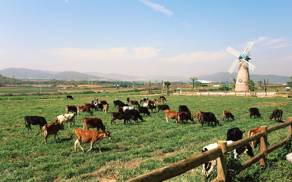 Cận cảnh trang trại bò sữa organic tiêu chuẩn châu Âu đầu tiên tại Việt Nam - Ảnh 4
