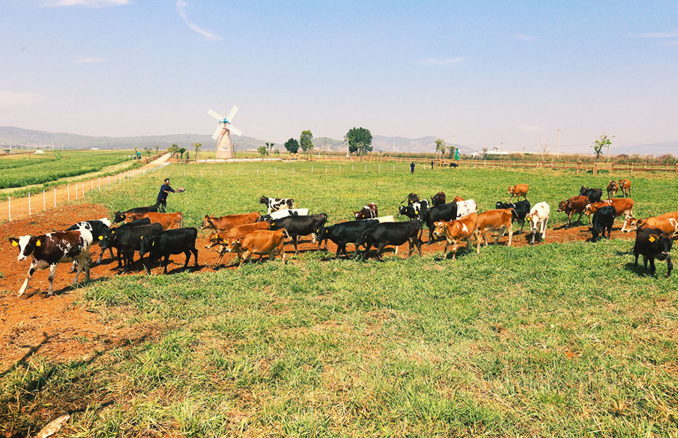 Cận cảnh trang trại bò sữa organic tiêu chuẩn châu Âu đầu tiên tại Việt Nam - Ảnh 5