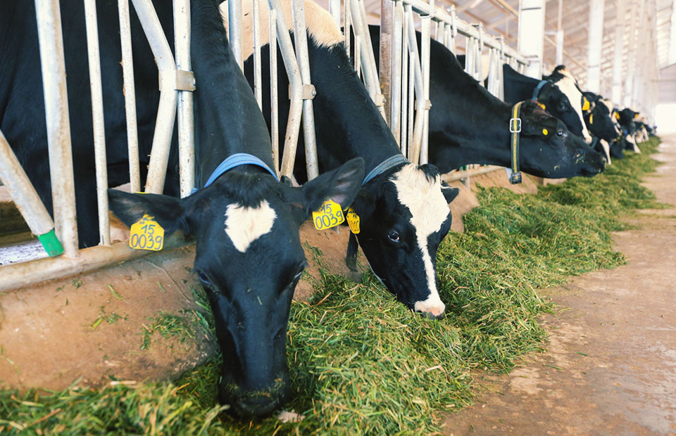 Cận cảnh trang trại bò sữa organic tiêu chuẩn châu Âu đầu tiên tại Việt Nam - Ảnh 6