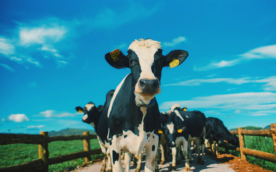 Cận cảnh trang trại bò sữa organic tiêu chuẩn châu Âu đầu tiên tại Việt Nam - Ảnh 7