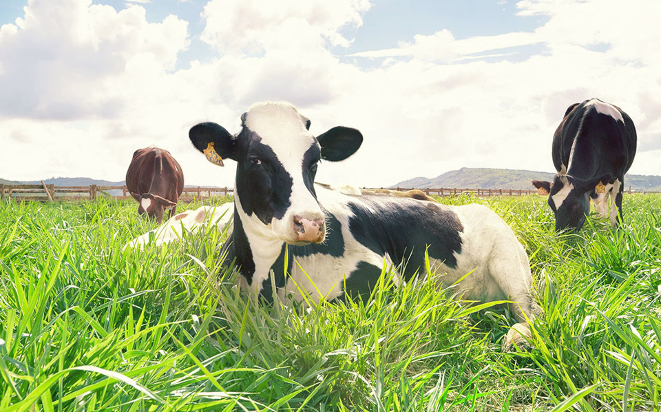 Cận cảnh trang trại bò sữa organic tiêu chuẩn châu Âu đầu tiên tại Việt Nam - Ảnh 8