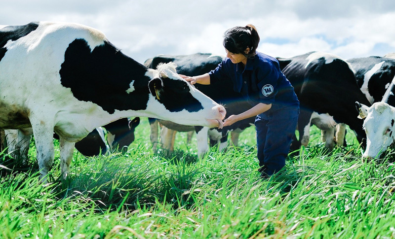 Bước tiến mới trong lĩnh vực organic của ngành sữa Việt - Ảnh 3