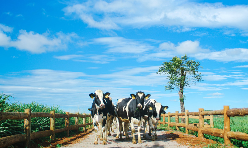 Bước tiến mới trong lĩnh vực organic của ngành sữa Việt - Ảnh 6