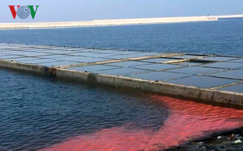 Dải nước đỏ ở Vũng Áng là do tảo nở hoa - Ảnh 1