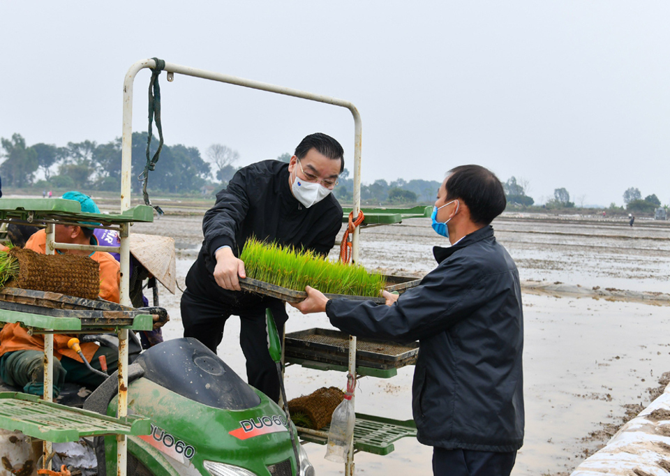 [Ảnh] Bí thư Thành ủy, Chủ tịch UBND TP Hà Nội xuống đồng động viên nông dân sản xuất vụ xuân - Ảnh 3