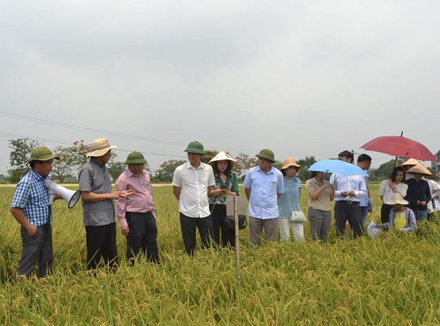 Hà Nội xây dựng 2 chuỗi liên kết sản xuất tiêu thụ lúa gạo Japonica - Ảnh 2