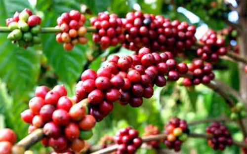 Giá cà phê hôm nay 23/7: Đồng loạt tăng 500 đồng/kg, Đắk Lắk cao nhất cả nước - Ảnh 1