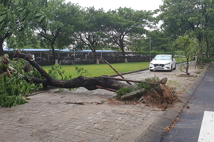 Đà Nẵng: 1 người bị thương, thiệt hại hàng trăm cây xanh do ảnh hưởng bão số 5 - Ảnh 2