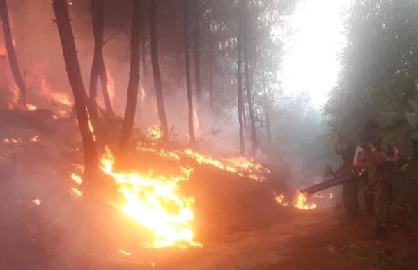 Nghệ An: Thiệt hại khoảng 70ha rừng sau hỏa hoạn - Ảnh 2