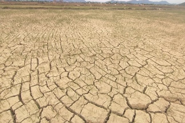 Nghệ An: Nắng nóng kéo dài, hàng nghìn ha lúa đứng trước nguy cơ bị xóa sổ - Ảnh 2