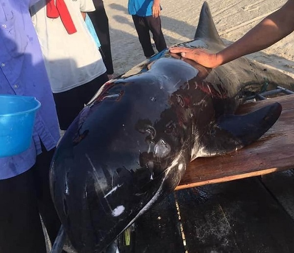 Hà Tĩnh: Ngư dân hợp sức giải cứu thành công cá voi dạt vào bờ biển - Ảnh 2