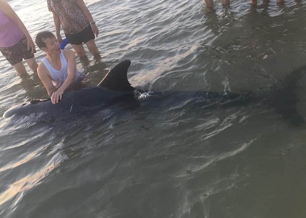 Hà Tĩnh: Ngư dân hợp sức giải cứu thành công cá voi dạt vào bờ biển - Ảnh 1