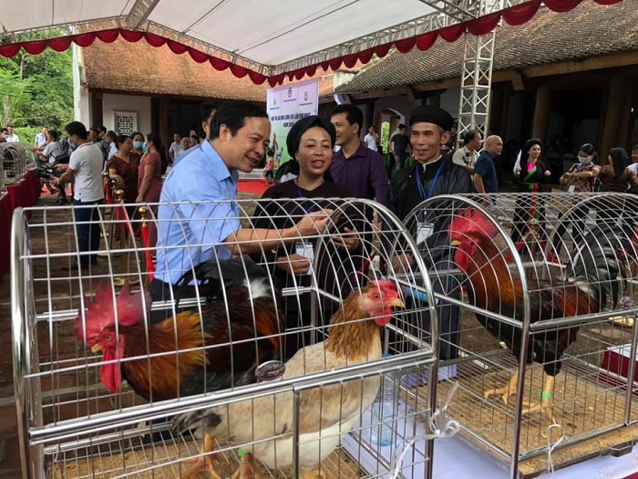 Chung kết hội thi gà Mía Sơn Tây: Chú gà thắng cuộc được bán đấu giá 27 triệu đồng - Ảnh 4