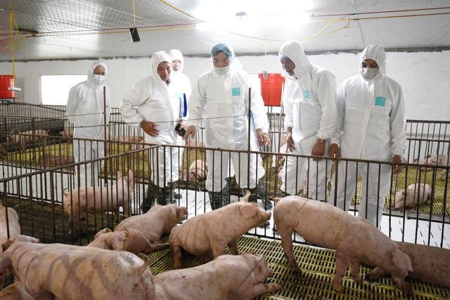 Bộ trưởng Nguyễn Xuân Cường: Tăng nhanh đàn giống để khôi phục chăn nuôi lợn - Ảnh 1