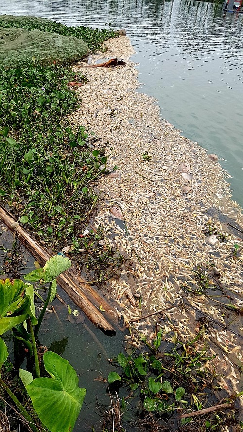 Hải Phòng: Hàng tấn chân gà thải ra sông Ba La, nguy cơ cao ô nhiễm nguồn nước - Ảnh 1