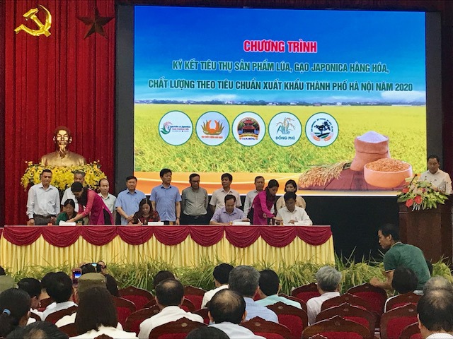 5 doanh nghiệp vào thu mua lúa Japonica cho nông dân Hà Nội - Ảnh 2